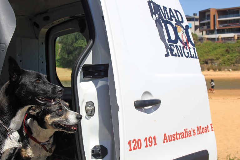 Dogs walked by Mad Dogs & Englishmen in one of our air-conditioned vans