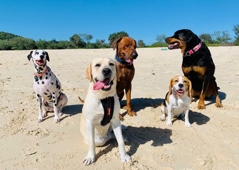 Dogs enjoying a walk on the beach. Doggy Daycare by with Mad Dogs & Englishmen