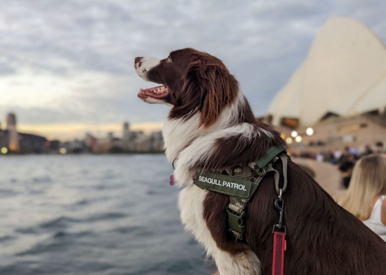Sydney Opera House Dogs