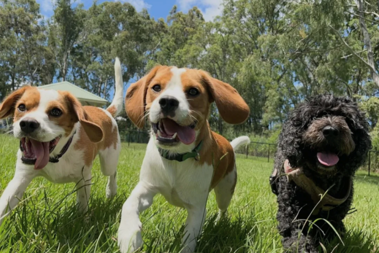 Doggy Daycare